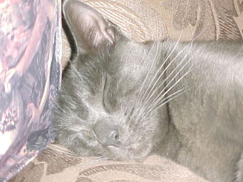 Picture of a cat / kitten / feline