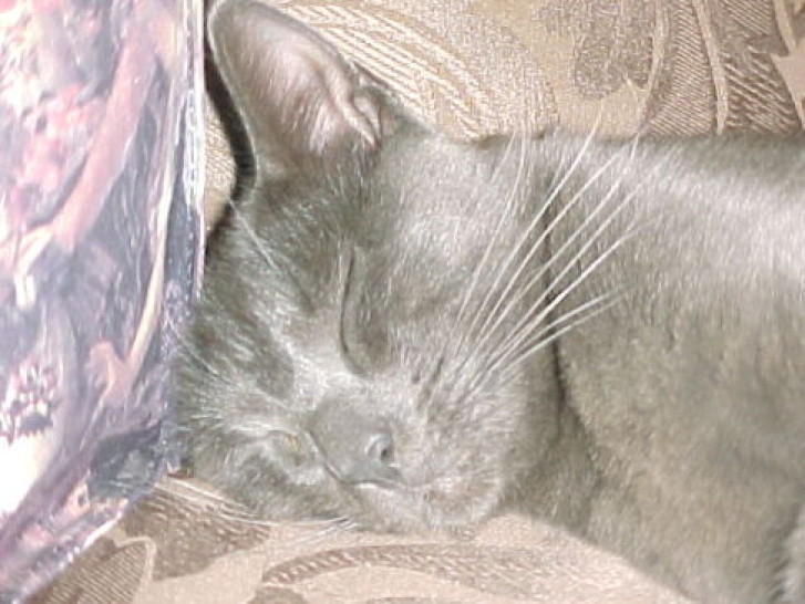 Picture of a cat / kitten / feline