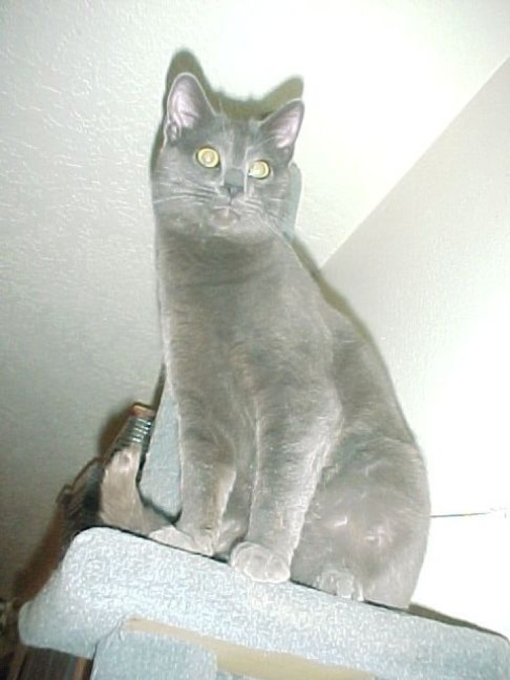 Picture of a cat / kitten / feline