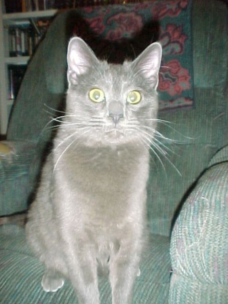 Picture of a cat / kitten / feline