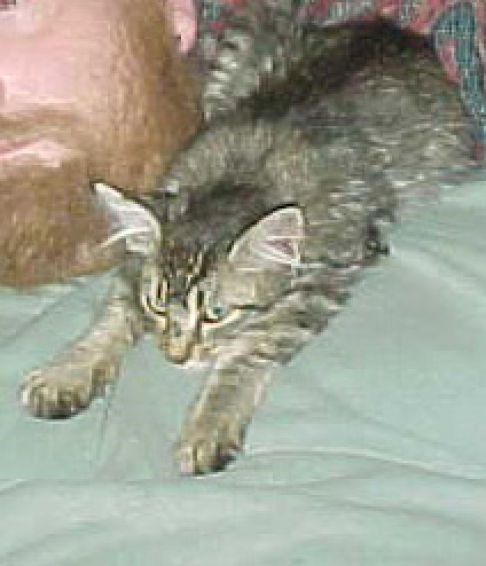 Picture of a cat / kitten / feline