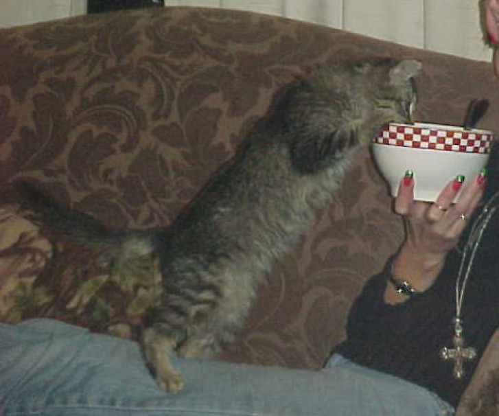 Picture of a cat / kitten / feline