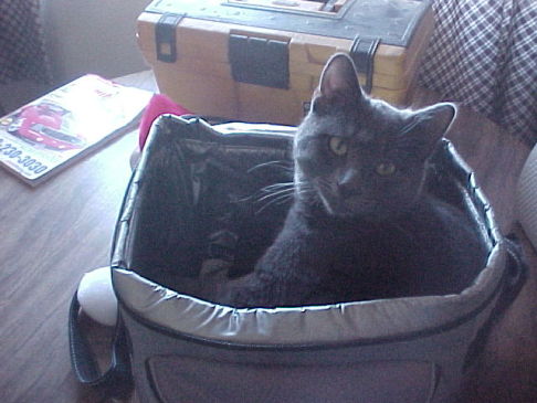 Picture of a cat / kitten / feline