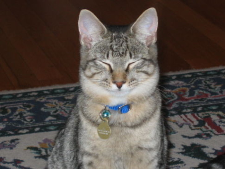 Picture of a cat / kitten / feline