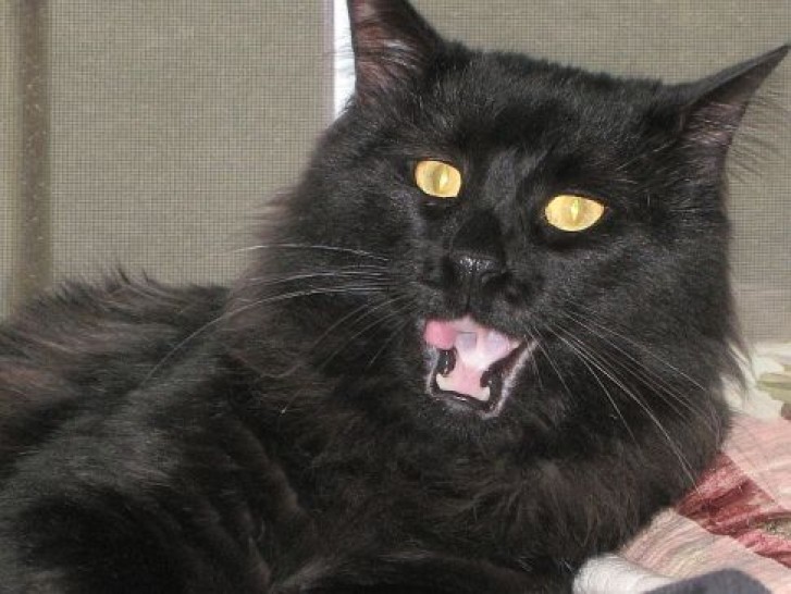 Picture of a cat / kitten / feline