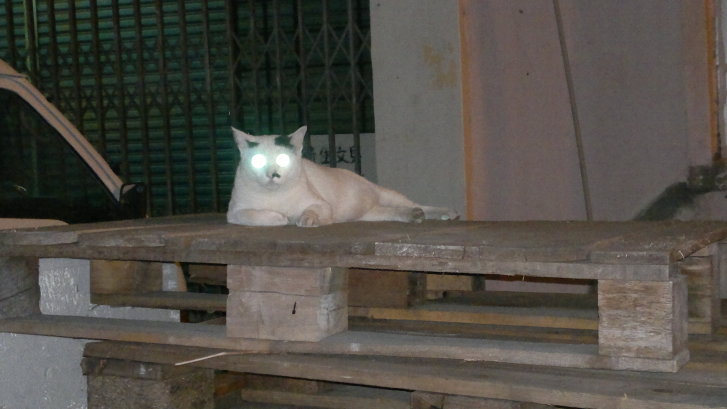 Picture of a cat / kitten / feline