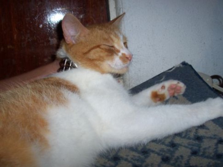 Picture of a cat / kitten / feline