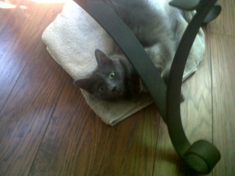 Picture of a cat / kitten / feline