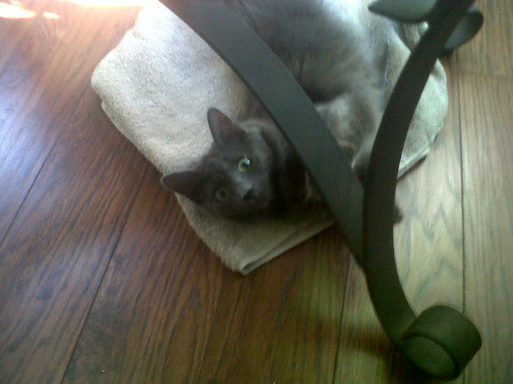 Picture of a cat / kitten / feline