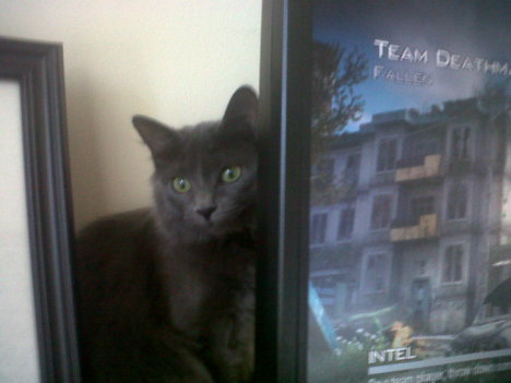 Picture of a cat / kitten / feline