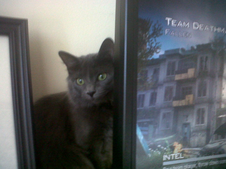 Picture of a cat / kitten / feline