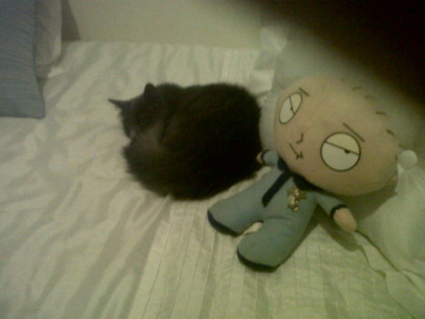 Picture of a cat / kitten / feline