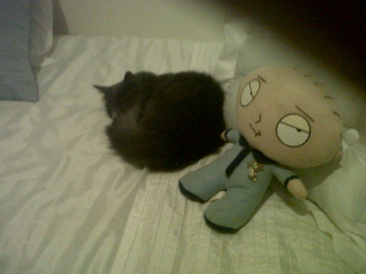 Picture of a cat / kitten / feline