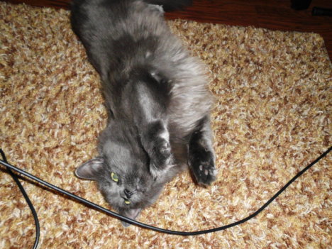 Picture of a cat / kitten / feline