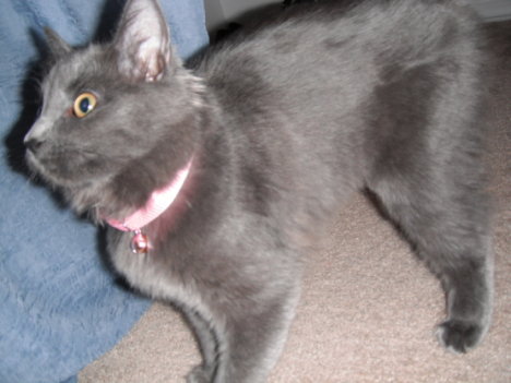 Picture of a cat / kitten / feline