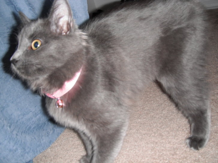 Picture of a cat / kitten / feline