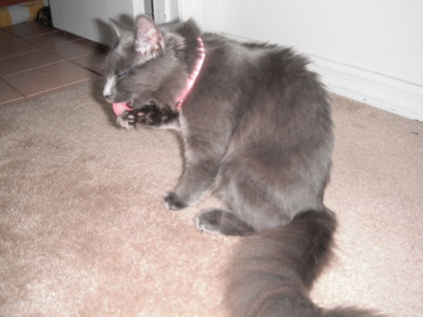 Picture of a cat / kitten / feline