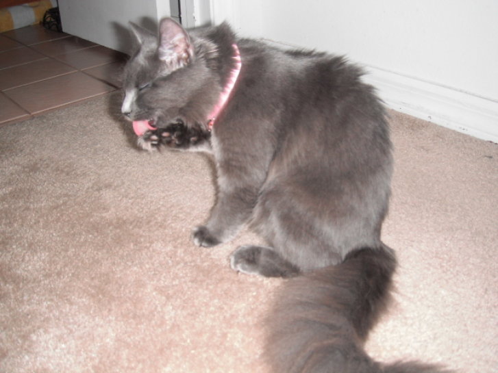 Picture of a cat / kitten / feline