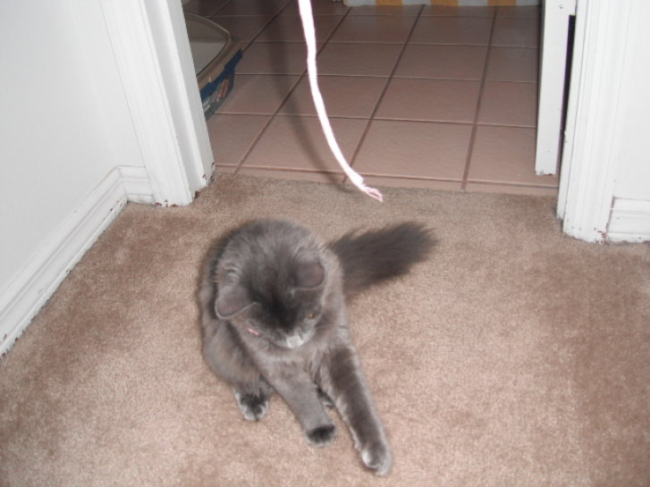 Picture of a cat / kitten / feline