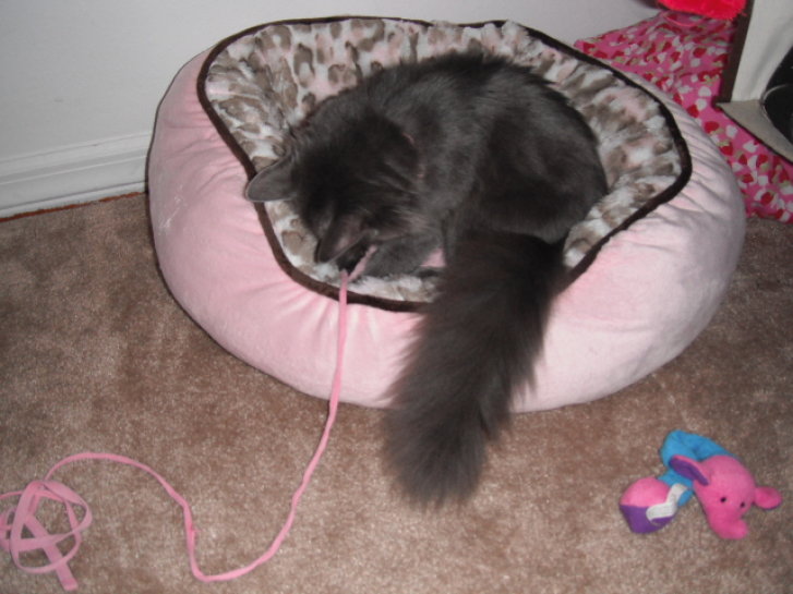 Picture of a cat / kitten / feline