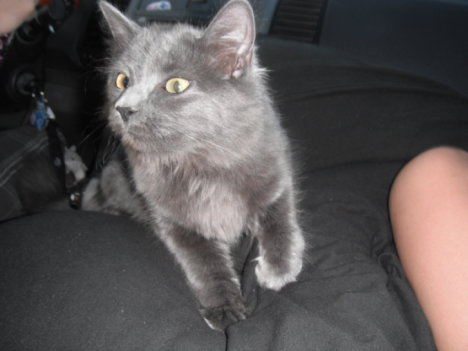 Picture of a cat / kitten / feline