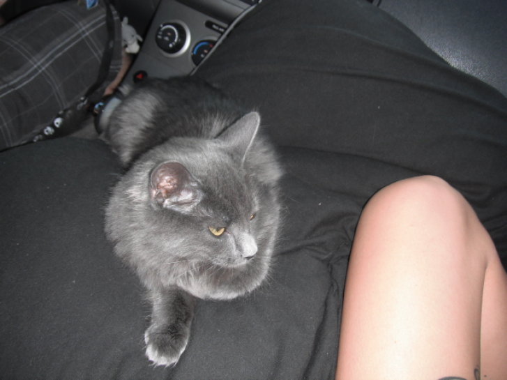 Picture of a cat / kitten / feline