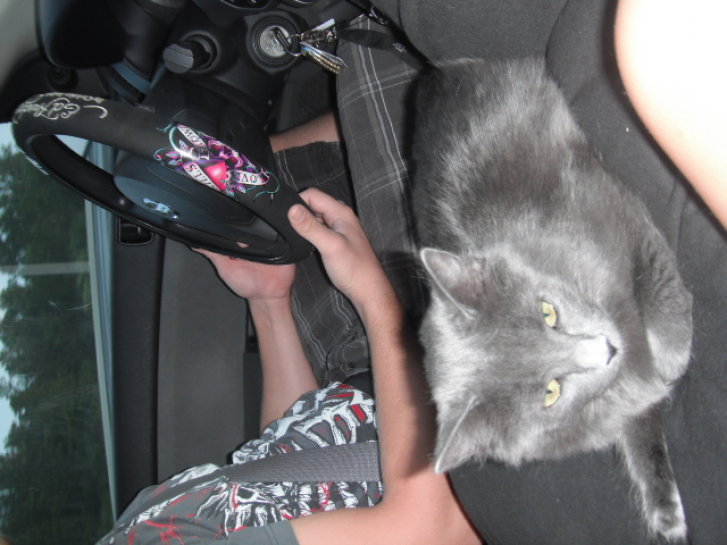 Picture of a cat / kitten / feline