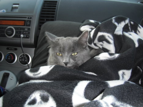 Picture of a cat / kitten / feline