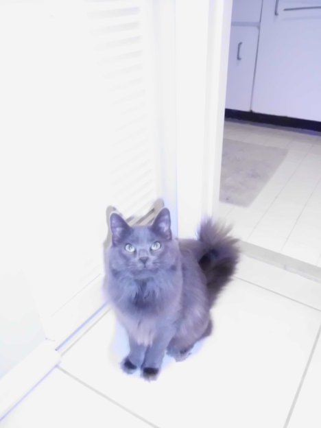 Picture of a cat / kitten / feline