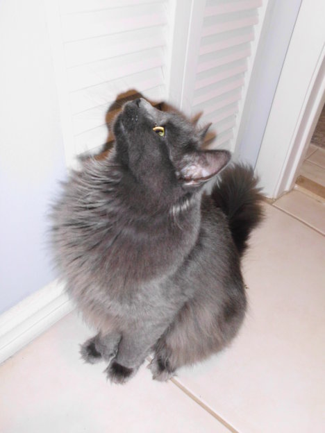 Picture of a cat / kitten / feline