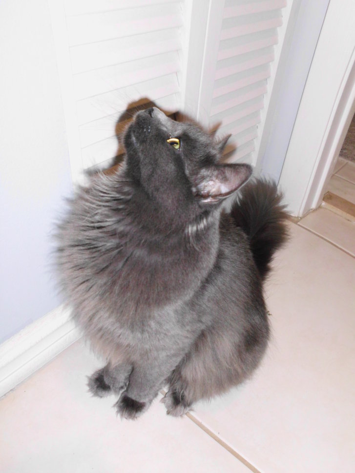 Picture of a cat / kitten / feline