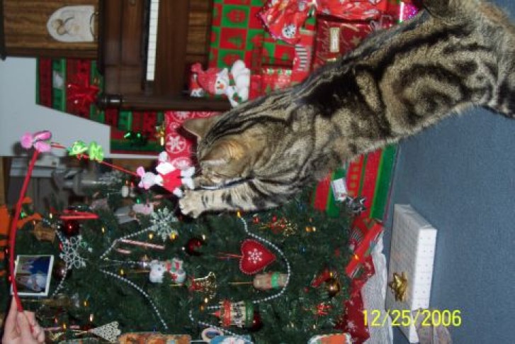 Picture of a cat / kitten / feline