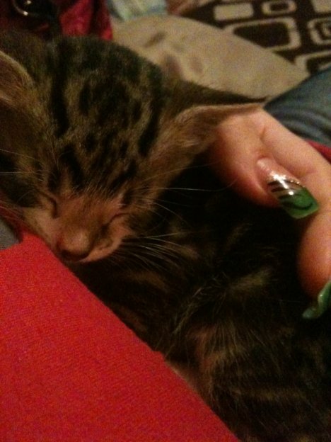 Picture of a cat / kitten / feline