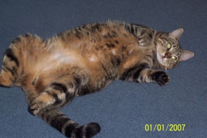 Picture of a cat / kitten / feline