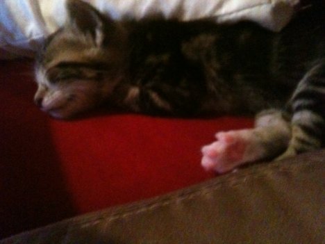 Picture of a cat / kitten / feline