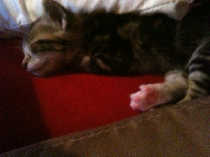 Picture of a cat / kitten / feline