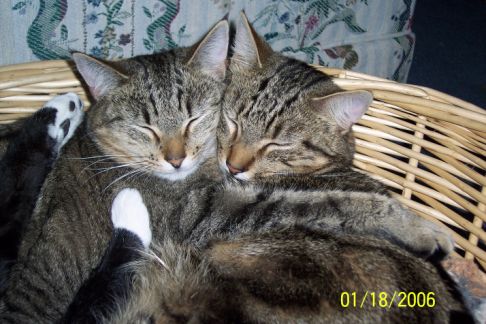 Picture of a cat / kitten / feline