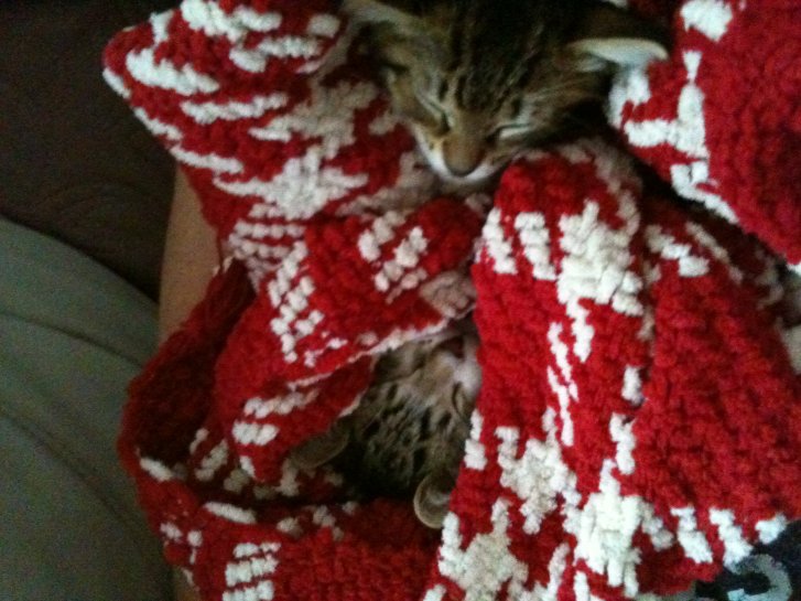 Picture of a cat / kitten / feline