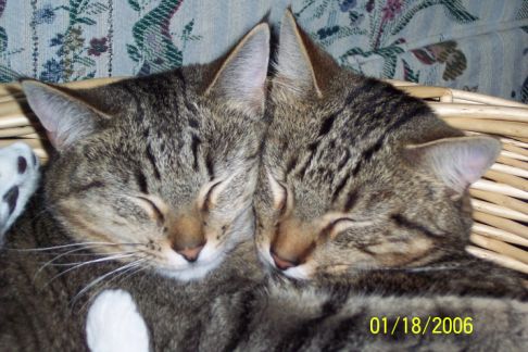 Picture of a cat / kitten / feline