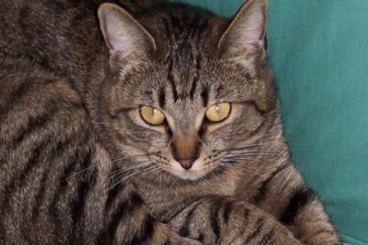 Picture of a cat / kitten / feline