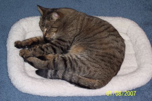 Picture of a cat / kitten / feline