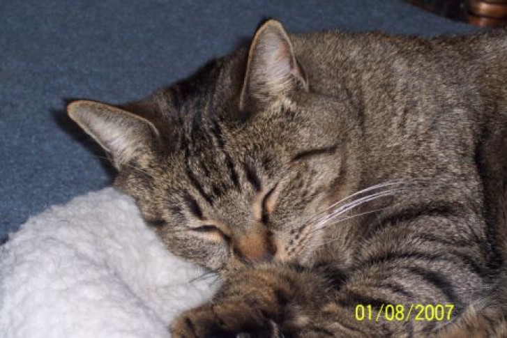 Picture of a cat / kitten / feline