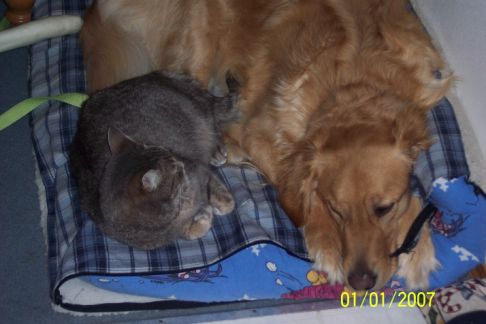 Picture of a cat / kitten / feline