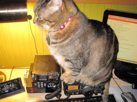 Picture of a cat / kitten / feline