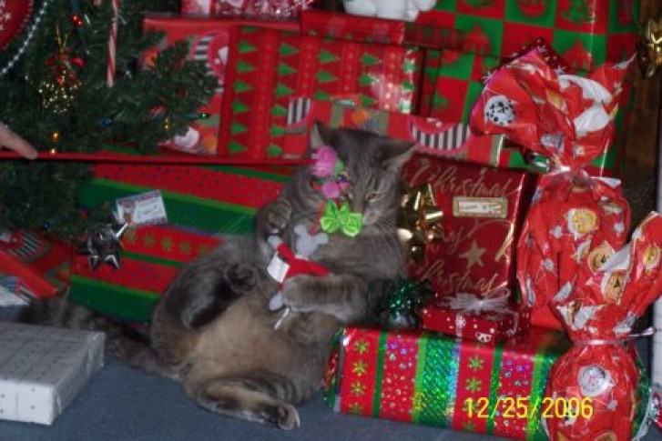 Picture of a cat / kitten / feline