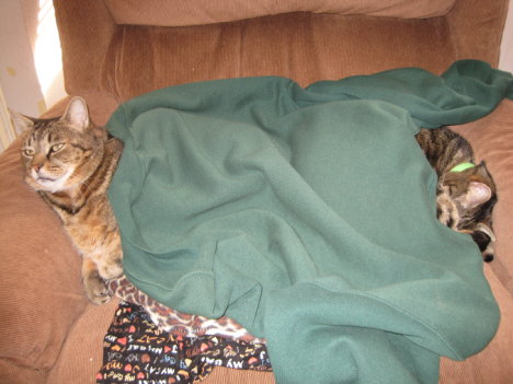 Picture of a cat / kitten / feline