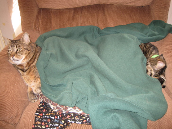 Picture of a cat / kitten / feline