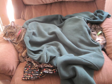 Picture of a cat / kitten / feline