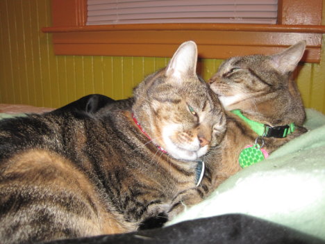 Picture of a cat / kitten / feline