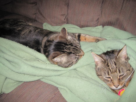 Picture of a cat / kitten / feline